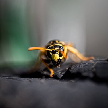 Kayalık yüzeyde bir eşek arısının makro görüntüsü.
