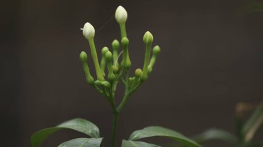 Bahçede beyaz yasemin çiçeklerinin seçici odak noktası.