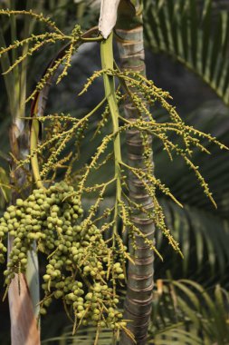 Areca Palm Fruit Seeds 'in yakın çekimi.