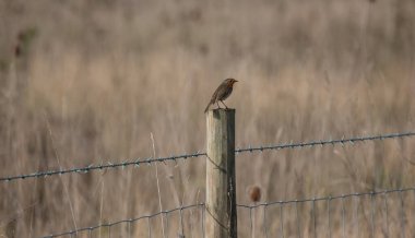 Avrupa ardıç kuşu (Erithacus rubecula) için seçici bir odak noktası tahtadan bir çite konmuştur.