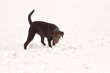 Karla kaplı bir arazide yürüyen kahverengi bir lobrador köpeği.