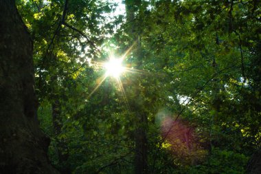 Ormandaki güzel yeşil ağaçların manzarası