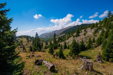 Norveç 'te güneşli mavi gökyüzü olan yüksek yeşil tepelerdeki köknar ağaçlarının güzel manzarası
