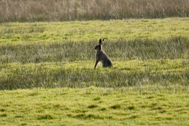 Bir tarlada seçici bir kahverengi tavşan