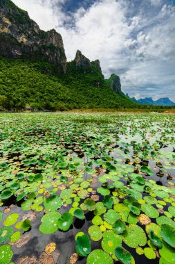 Prachuap Kiri Khan, Tayland 'daki Sam Roi Yot Milli Parkı' nda bir nilüfer ormanı ve dağ.