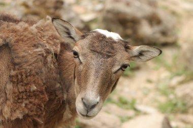 Almanya 'nın Bavyera kentindeki kameraya bakan kahverengi keçinin yakın plan portresi.