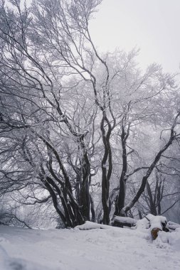 Ormanda karlı köknar ağaçlarının güzel bir kış manzarası
