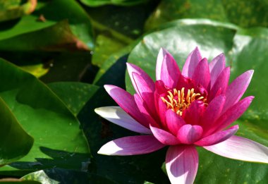 Nilüfer çiçeğinin, bulanık arka planda yeşil yapraklarla çevrili yakın çekimi.