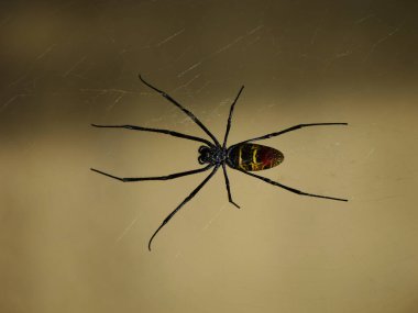 Nephila Komaci örümceğinin güneşli bir günde avını beklerken çekilmiş yakın plan bir fotoğrafı.