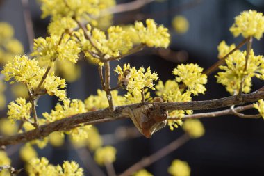 Bir dalda sarı çiçeklerin yakın çekimi.