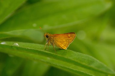 Büyük bir kaptanın (Ochlodes Sylvanus) çiğ yeşil bir yaprağın üzerindeki kelebeğin seçici odak noktası.