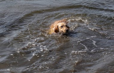 Labrador Retriever suda eğleniyor.