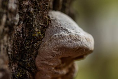 Bir ağaç mantarının sığ odak makro görüntüsü
