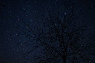 Geceyarısı yıldızların ve Samanyolu 'nun kasvetli ağaçlarla manzarası