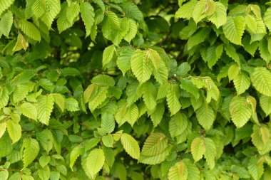 Fındık ağacının yapraklarının yakın plan çekimi.