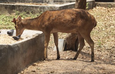Parkta yemek yiyen bir sambar geyiğinin yakın çekimi.