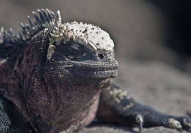 Deniz iguanasının dinlenme yeri.