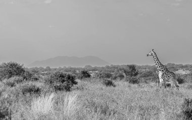 Tarlada yürüyen bir zürafanın gri tonlu fotoğrafı.
