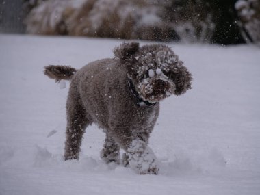 Karlı bir yüzle karlı zeminde yürüyen sevimli kahverengi Lagotto Romagnolo.
