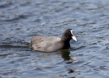 Gölde yüzen Avrasyalı (Fulica atra)