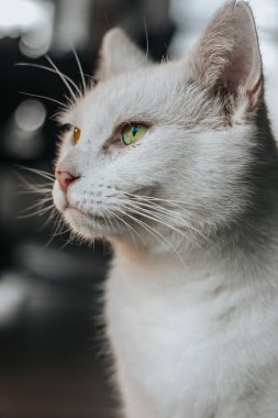 Yeşil gözlü şirin bir kedi yavrusunun dikey yakın çekimi.