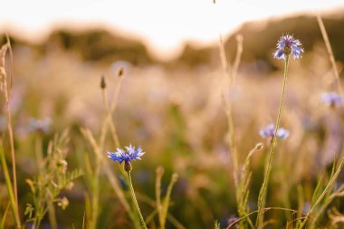 Bulanık arka planda güneşli bir günde tarlada açan çiçeklerin seçici odak noktası.