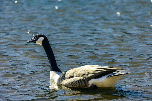 Kanadagåsen Eller Kanadensisk Gås Stor Vild Gås Med Svart Huvud — Stockfoto