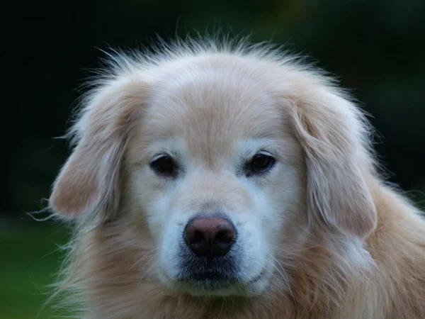 一只金毛猎犬可爱可爱的脸的肖像 — 图库照片