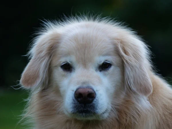 Ritratto Adorabile Viso Carino Cane Golden Retriever — Foto Stock