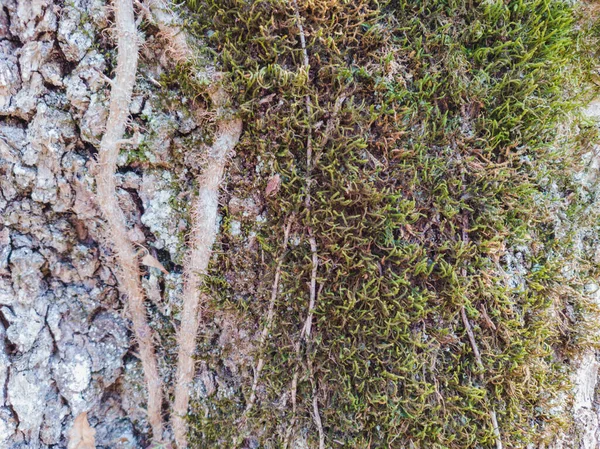 Closeup Old Mossy Tree Bark Texture Background — Stock Photo, Image