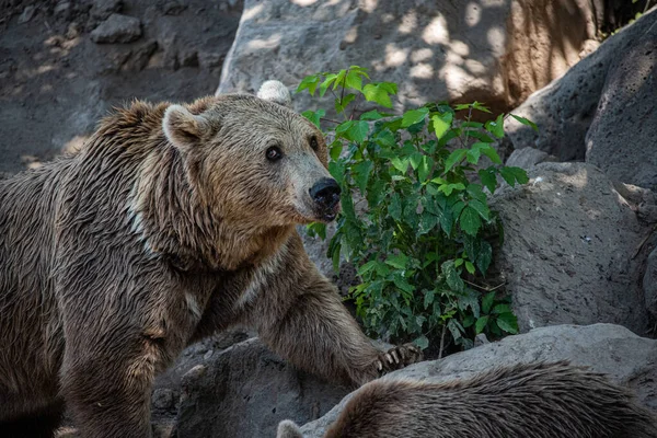 動物園の石の上を歩くふわふわの茶色のクマのクローズアップ エレバン — ストック写真