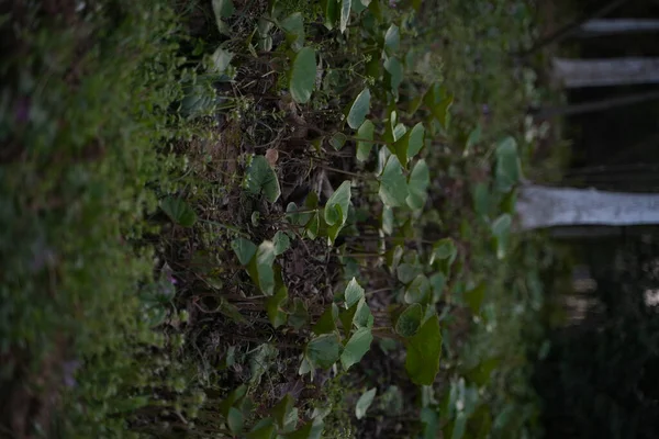 森の中の植物の垂直ショット — ストック写真
