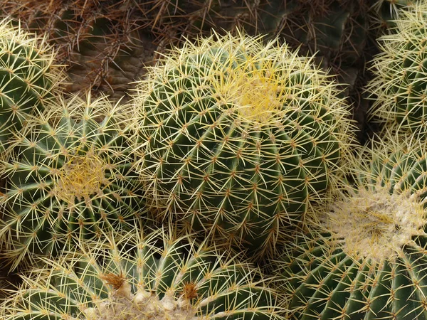 Barrel Cactus Jardin Majorelle Botanical Garden Marrakech Morocco — стокове фото