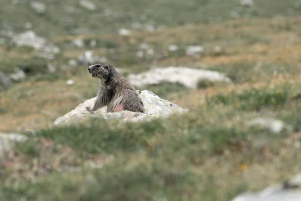 Veduta Della Marmotta Selvaggia Fotografata Nel Vallese Nell Arena Aletsch — Foto Stock
