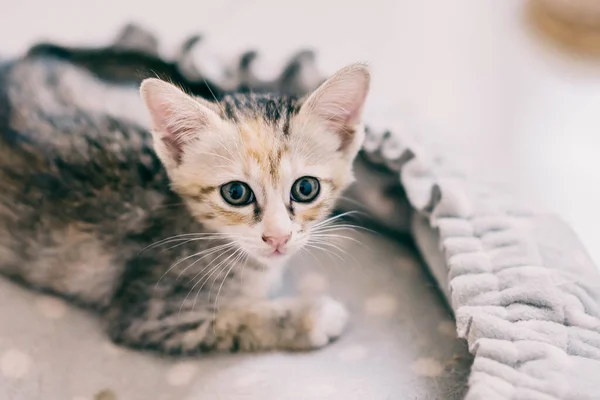 Eine Großaufnahme Einer Niedlichen Babykatze Die Auf Einer Weichen Oberfläche — Stockfoto