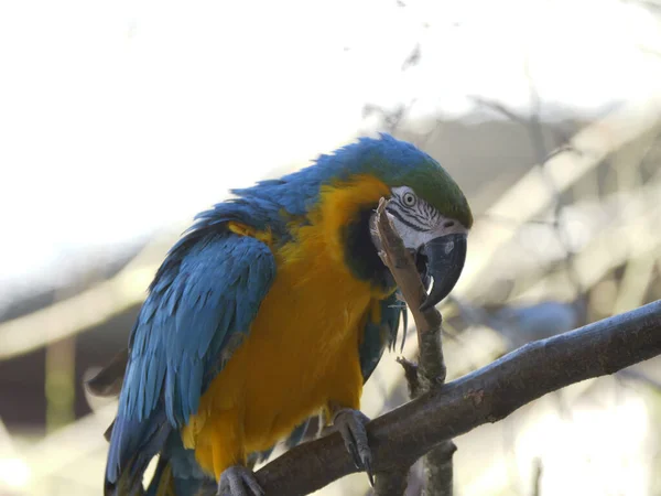 Primer Plano Del Guacamayo Sentado Rama Día Soleado —  Fotos de Stock