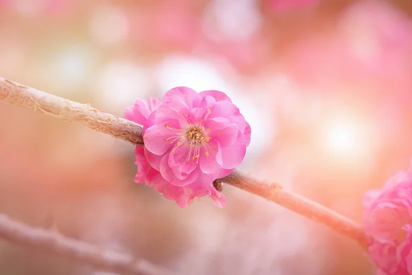 Detailní Záběr Větev Japonské Třešně Růžovými Květy — Stock fotografie