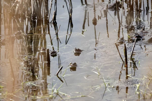 Uma Seleção Rãs Uma Lagoa Flevoland Países Baixos — Fotografia de Stock