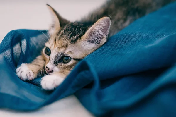 Detailní Záběr Roztomilé Kočičky Ležící Modré Přikrývce — Stock fotografie