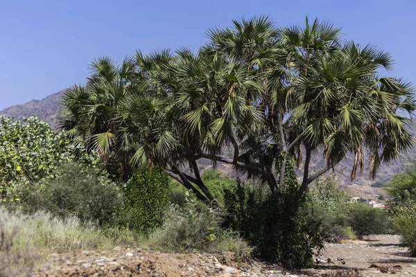 Hyphaene Thebaica Common Names Doum Palm Gingerbread Tree — Stock Photo, Image