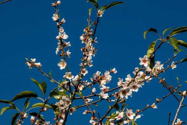 Eine Nahaufnahme Eines Blühenden Baumes Bei Tageslicht — Stockfoto