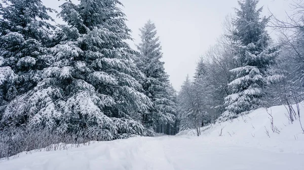 Зимняя Сцена Заснеженных Елей Лесу — стоковое фото