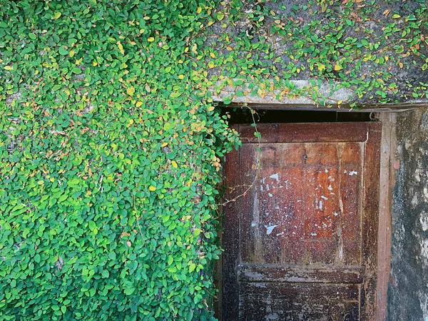 Eine Nahaufnahme Einer Alten Verwitterten Holztür Mit Kletterpflanzen Einer Wand — Stockfoto