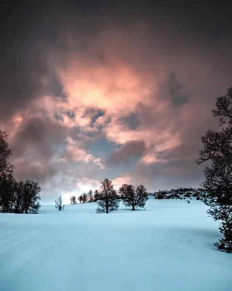 Una Hermosa Escena Paisaje Árboles Gran Nieve Senja Noruega Con —  Fotos de Stock