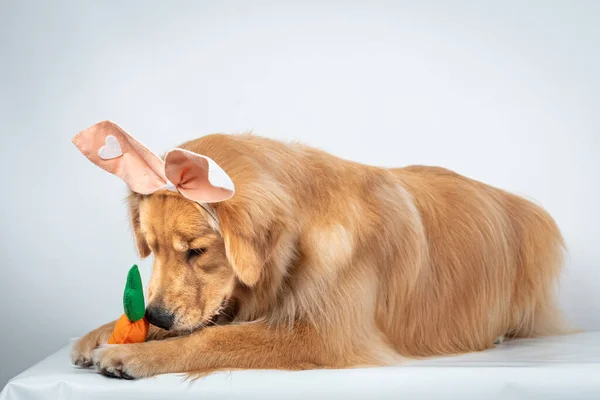 ウサギの耳を身に着けているゴールデンレトリバーのクローズアップ おもちゃのニンジンで遊ぶ イースターコンセプト — ストック写真
