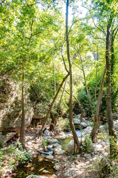 野生の森を流れる小川の垂直ショット — ストック写真