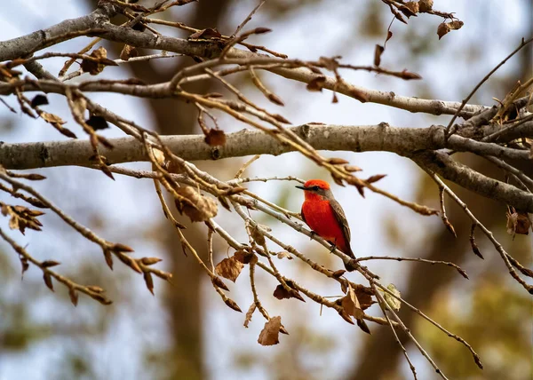 Gros Plan Moucherolle Vermillon Perché Sur Une Branche Arbre — Photo