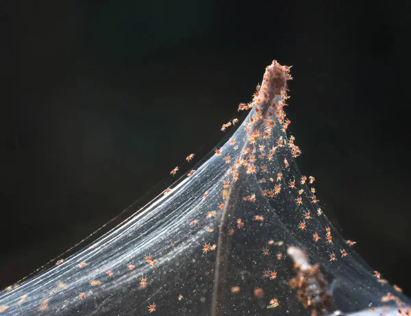 Karanlık Bir Arka Planda Ağdaki Küçük Örümceklerin Yakın Çekimi — Stok fotoğraf