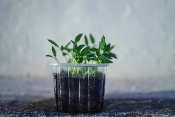 Primer Plano Una Albahaca Sobre Una Maceta Plástico Con Fondo —  Fotos de Stock