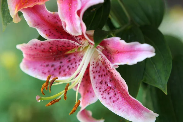 Zbliżenie Lilium Stargazer Zamazanym Tle — Zdjęcie stockowe